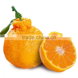 New Crop Ugly Mandarin Orange thumbnail-1