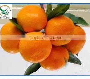 Honey Baby Orange on Sale thumbnail-1