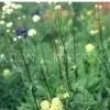 Nardostachytis Extract 10:1 thumbnail-1