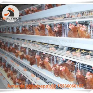 Chicken Farm Automatic Egg Hen Chicken Cage & Layer Cage & Hen Cage With 90-200 Birds in Chicken Shed Sale in Libya thumbnail-1