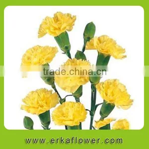Diversified in Packaging New Coming Beautiful Fresh Carnation for Decoration thumbnail-1