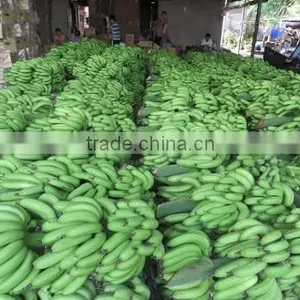 Cavandish Banana thumbnail-6