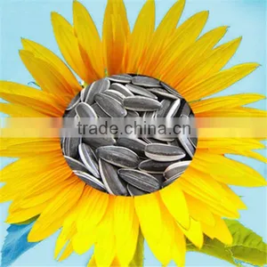 Competitive Price Good Quality, 5009 Sunflower Seeds thumbnail-1