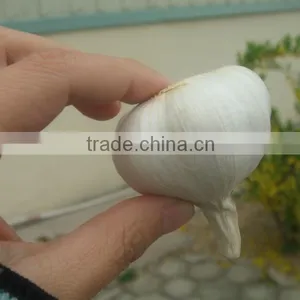 2014 Crop Pure White Garlic 5cm thumbnail-1