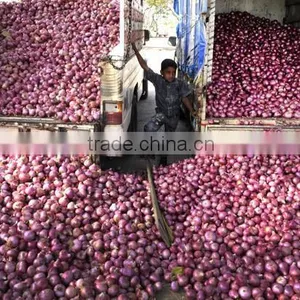 FRESH CLASS 1 RED,YELLOW AND WHITE ONION FROM SOUTH AFRICA thumbnail-2
