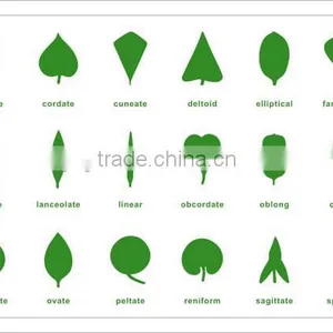 Botany Leaf Cabinet Control Chart thumbnail-1