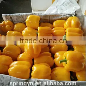Orange Red Capsicum Yellow Capsicum thumbnail-3