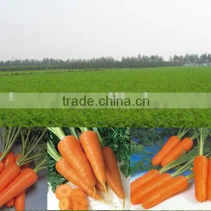 Best Carrot for Export thumbnail-1
