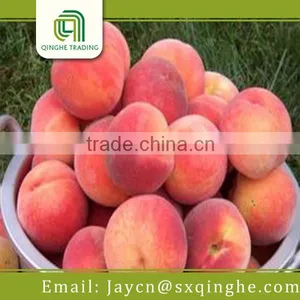Fruit Peach Fresh Food Importer thumbnail-3