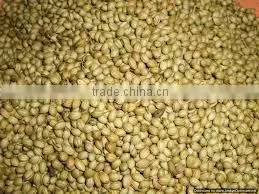 Coriander Seed thumbnail-1