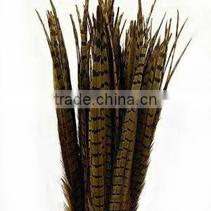 Ringneck Pheasant Tails thumbnail-1