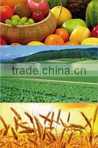 Humic Acid Organic Fertilizer , 90% Fulvic Acid Powder thumbnail-5