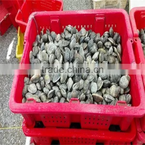 Frozen Boiled Shellfish Type Baby Clam thumbnail-2