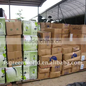 Echinocactus Grusonii Packed in Carton thumbnail-1