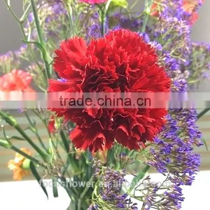 Good Petals Wholesale Carnation Heads All Occassions From Kunming thumbnail-3