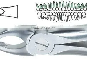 Deep Gripping Upper Atraumatic Extraction Forcep thumbnail-1