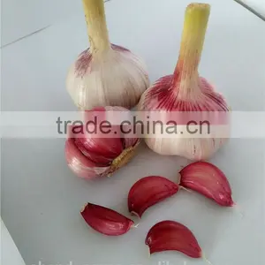 China Garlic Seeds Price thumbnail-2