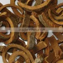 Chinese Cinnamon thumbnail-1