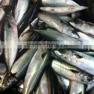 Hot Sale Grade A Horse Mackerel thumbnail-1