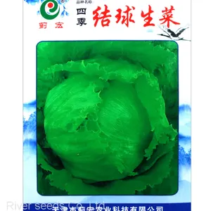 Buy Online 5g Raw Hybrid Green Leaf Iceberg Lettuce Seeds for Sowing thumbnail-1