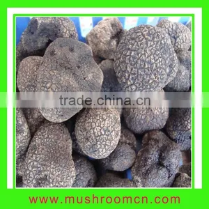 Truffle Fungus thumbnail-1