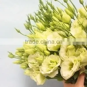 Super Quality Fresh Preserved Green Color Eustoma Flower thumbnail-5