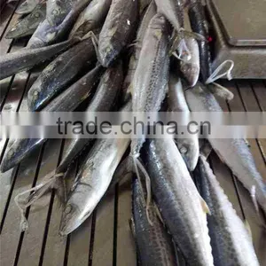 NEW COMING FROZEN SPANISH MACKEREL thumbnail-2