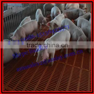 Corral for Weaned Pig thumbnail-1