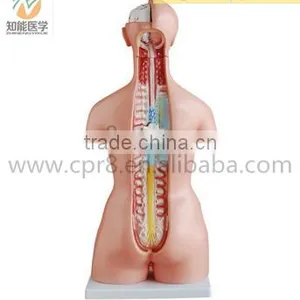 Human Anatomical Asexual Torso Model With Organ thumbnail-2