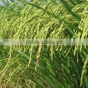 Rice Flour thumbnail-3