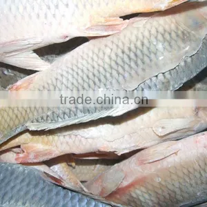 Frozen Carp Fish thumbnail-1