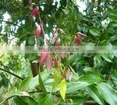 Cinnamon Oil (Cinnamomum Zylanicum) thumbnail-2