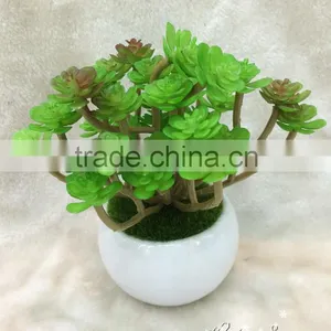 Beautiful Selling PP Material Simulation Succulents for Table Decoration thumbnail-2