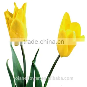 Kunming Suply 2016 High Quality Fresh Cut Yellow Tulip Plant thumbnail-3
