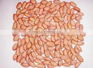 New Crop Peanut Kernels ,long and Round Type for Sale thumbnail-2
