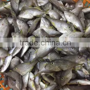 Fresh Leather Jacket 45-50pcs/kg thumbnail-1