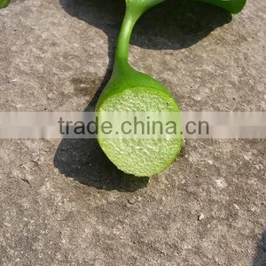 Multifunctional Crushing And Juice Screw Machine For Water Hyacinth Price In China thumbnail-5