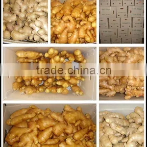 Chinese Fresh Ginger 2016 at Wholesale Ginger Price thumbnail-1