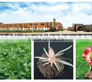 Natural Extract Konjac Gum Factory Price Thickener thumbnail-1