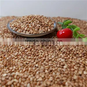 Roasted Buckwheat Kerner With Best Price thumbnail-6