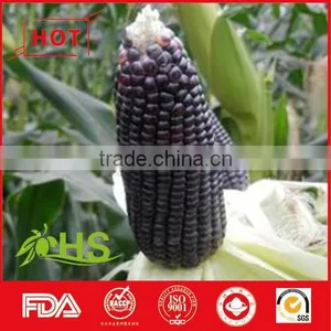 Sweet and Organic Purple Corn for Sale thumbnail-3