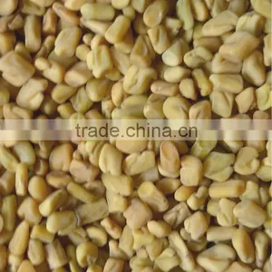 Fenugreek thumbnail-1