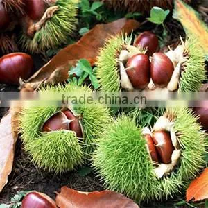 Fruit Tree Seedling thumbnail-4