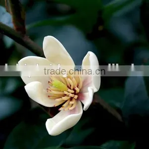 Michelia Figo Seedling thumbnail-3