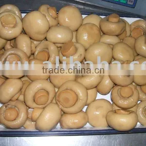 Champigono Mushrooms thumbnail-1