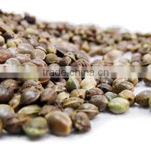 Hemp Seed Oil 100% Natural thumbnail-2