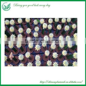 Notocactus Leninghausii Cactus Plants thumbnail-1