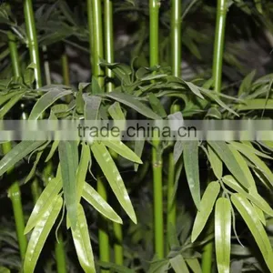 SJ Leek Arrangement of Bamboo With Encryption Leaves thumbnail-5