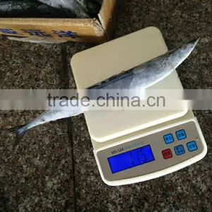 Frozen WR Saury (Cololabis Saira) Whole Round Fresh & Cheap thumbnail-1