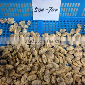 Frozen Short Neck Clam Meat thumbnail-4